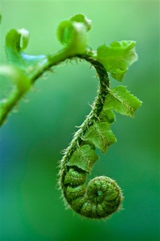 Fern Unfurling, Fern Curl, Fern Spiral, Unfurling Fern, Fractals In Nature, Spirals In Nature, Moon Stars Art, Fern Frond, Growing Greens