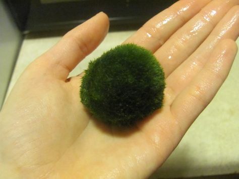 Benefits of the Marimo Moss Ball - they help keep the tank clean and betta can play with them Marimo Moss, Fish Bowls, Marimo Moss Ball, Betta Fish Care, Moss Ball, Shrimp Tank, Diy Tank, Betta Tank, Turtle Tank