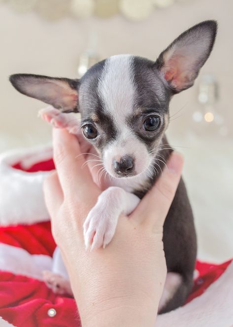 Teacup Chihuahua Puppy #308 For Sale Teacup Puppies Yea Cup Chihuahua, Tea Cup Chihuahua Puppies, Blue Chihuahua, Toy Chihuahua, Chihuahuas Dogs, Red Lobsters, Teacup Chihuahua Puppies, Chihuahua Puppies For Sale, Corgi Puppies