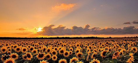 Sunflower Landscape Sky Sun background Sunflower Twitter Header, Sunflower Landscaping, Sunflower Header, Sun Header, Sunflowers Landscape, Sunflower Banner, Background Header, Background Facebook, Sunflower Landscape