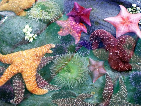 Tide Pool Sunny Boy, Kristina Webb, No Ordinary Girl, Creature Marine, Coconut Dream, Sea Stars, Sea Urchins, Mermaid Aesthetic, Plakat Design