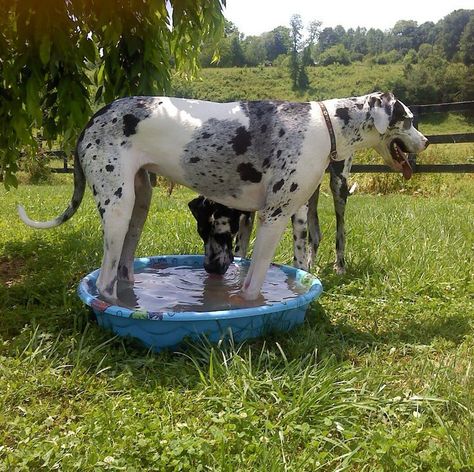 . Great Dane Funny, Blue Great Danes, Tallest Dog, Dog Pool, Great Dane Dogs, Dream Dog, Kiddie Pool, Wolf Pictures, Big Dog