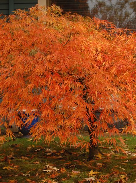 The Six Best Japanese Maples for Fall Color--Acer palmatum var. dissectum 'Viridis' Green Japanese Maple, Acer Palmatum Dissectum, Japanese Maple Varieties, Emerald Green Arborvitae, Hot Colors, Orange Dream, Japanese Maples, Maple Trees, Japanese Maple Tree