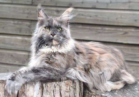 Blue Tortie Cat, Mainecoon Cat Colors, Cat Long Hair, Mancoon Cats, Dilute Tortie, Tortie Cat, Mainecoon Cat, Calico Cats, Cat Oc