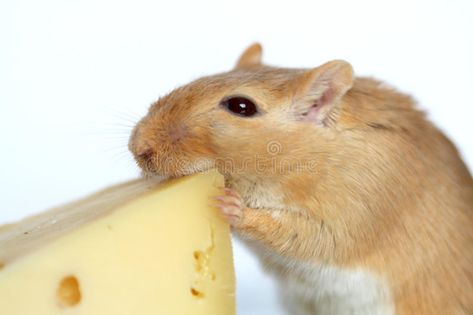 Mouse And Cheese. Closeup of ginger mouse eating cheese on white background , #Aff, #Closeup, #ginger, #Mouse, #Cheese, #mouse #ad Mouse Eating, Creative Photoshop, Animals Images, Cute Little Animals, Mice, Stock Images, Photoshop, Science, Diet