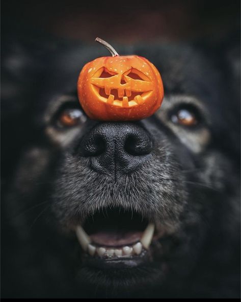 Spooky Dog Photoshoot, Halloween Pet Photoshoot, Dog Photoshoot Fall, Halloween Dog Wallpaper, Dog Halloween Photoshoot, Halloween Dog Photoshoot, Fall Dog Photos, Autumn Images, Halloween Puppy