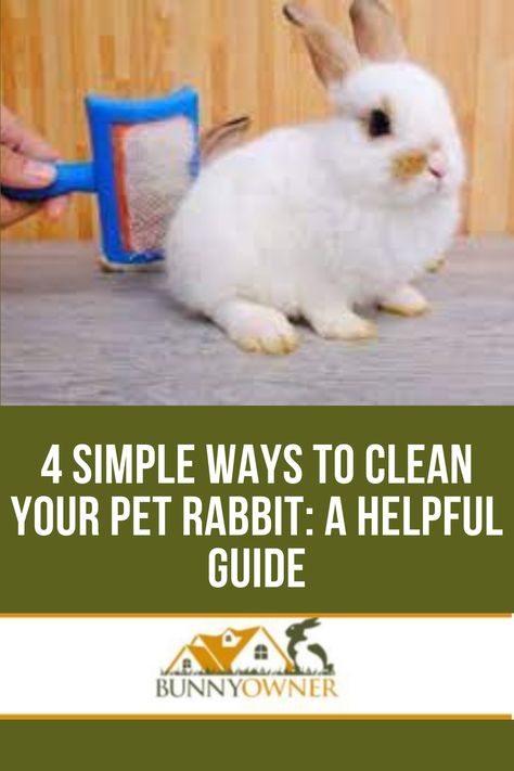 Wild Rabbit Food, Mini Rex Rabbit, Rabbit Facts, Rabbit Information, Pet Rabbit Care, Lionhead Rabbit, Female Rabbit, Male Vs Female, Pet Bunny Rabbits