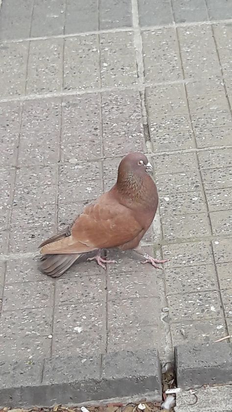 Brown pigeon Brown Pidgeons, Brown Pigeon, Spirit Animals, Personal Photo, Pigeon, Spirit Animal, Birds, Animals, Quick Saves