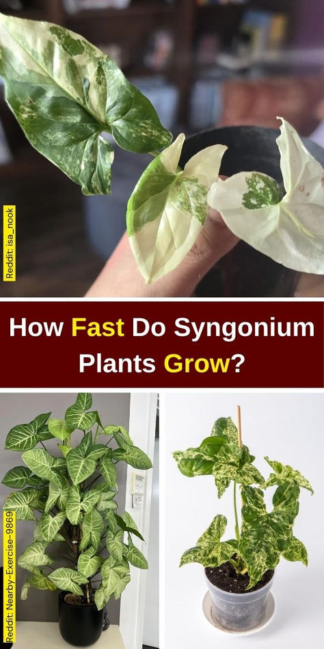 "Discover how fast Syngonium plants, also known as Arrowhead Plants or 
Arrowhead Vines, grow in various conditions. Learn about the growth rate of 
Syngonium Podophyllum and essential Arrowhead Plant care tips to ensure 
your fast-growing plants thrive. Whether you're a beginner or an 
experienced gardener, this guide will help you maximize the growth 
potential of your Arrowhead Plant." Arrowhead Plant In Water, Arrowhead Plant Care, Syngonium Care, Arrowhead Vine, Syngonium Podophyllum, Arrowhead Plant, Plant Care Tips, Fast Growing Plants, Plant Growth