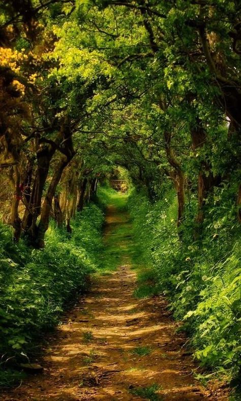 Walking Through Forest Aesthetic, Tree Tunnel, Magic Places, Mystical Places, Image Nature, Forest Path, Dirt Road, Walk In The Woods, Alam Yang Indah