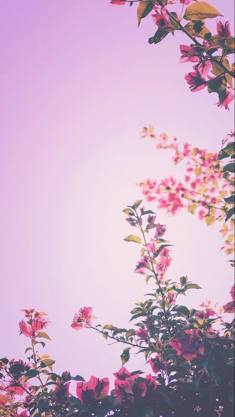 Spring Wallpaper Iphone Backgrounds, Spring Wallpaper Iphone, Iphone Backgrounds Tumblr, 7 Plus Wallpaper, Iphone 7 Plus Wallpaper, Background Lockscreen, Lockscreen Iphone, Iphone Pink, Iphone Lockscreen