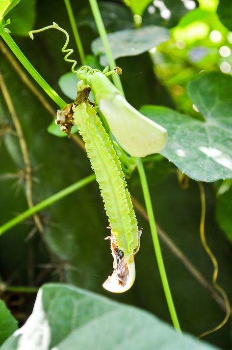 Bean Benefits, Beans Plant, Beans Benefits, Winged Bean, Plant Vegetables, Micro Farm, Bean Varieties, Bean Plant, Grow Food