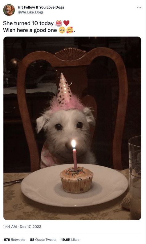 Happy Birthday Buddy, Cut Animals, Bumbo, Happy Birthday Baby, Dog Birthday Party, Today Is My Birthday, Funny Animal Memes, Happy Birthday Images, All Things Cute