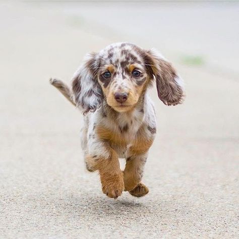 Cute Dogs Images, Super Cute Puppies, Dapple Dachshund, Baby Animals Pictures, Cute Little Puppies, Dachshund Puppies, Dachshund Puppy, Dog Images, Cute Dogs And Puppies