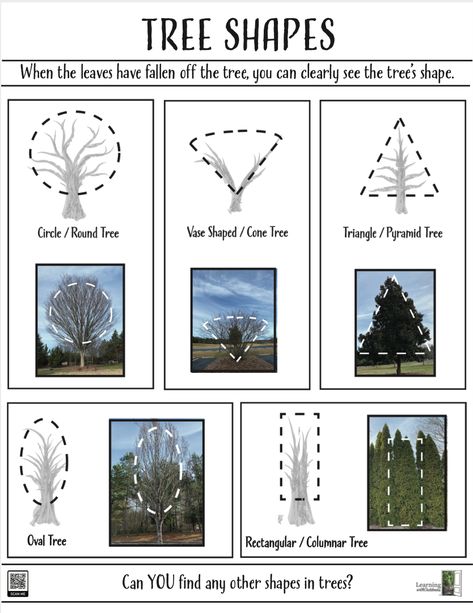 Download Tree Shapes Characteristics Of Trees Preschool, All About Trees Preschool, Trees For Preschoolers, Best Shade Trees, Tree Unit, Tree Lady, Homeschool Units, Name Activities Preschool, Buckeye Tree