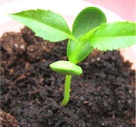 Grow your own apple tree. My girls were just asking me this week if we could grow one. :) Germinate Apple Seeds, Growing Tomatoes In Containers, Apple Seeds, Greenhouse Gardening, Kids Sensory, Love Garden, Fruit Garden, Veggie Garden, Seed Starting