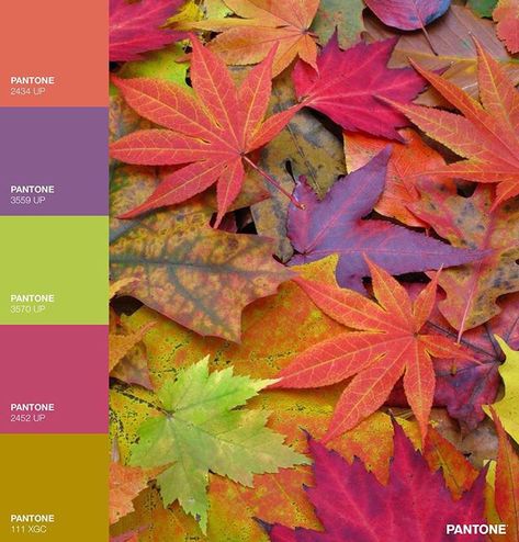 Fall Color Palette 4 Colors, Bright Halloween Color Palette, Halloween Color Combinations, Bright Fall Color Palette, Halloween Colors Palette, Bright Autumn Color Palette, September Color Palette, Fall Color Pallet, Bright Fall Colors