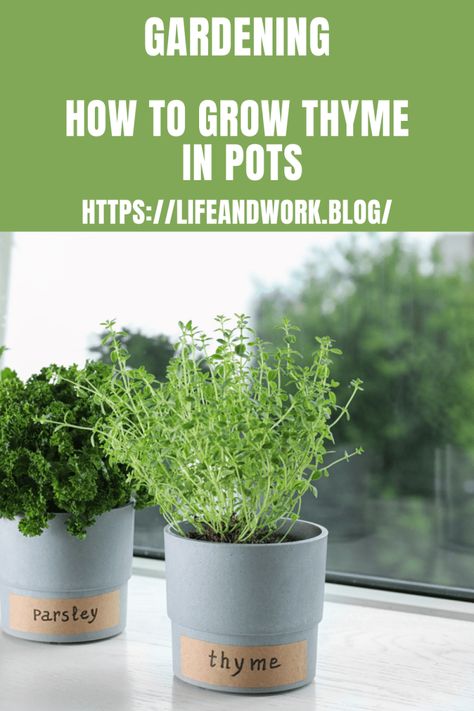 Garden And Yard - How To Grow Thyme In Pots Planting Thyme, Grow Thyme, Growing Thyme, Thyme Plant, Herb Garden Pots, Cooking Herbs, Thyme Oil, Seed Starting Mix, Perennial Herbs