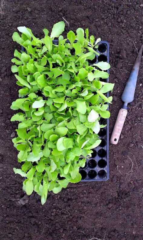 Lettuce Seedlings and dibber. Lettuce seedlings in plastic cell tray and dibble #Sponsored , #AD, #Affiliate, #Seedlings, #seedlings, #tray, #dibber Lettuce Seedlings, Green Food, Vector Hand, Lettuce, Stock Images Free, Hand Drawn, How To Draw Hands, Stock Images, Herbs