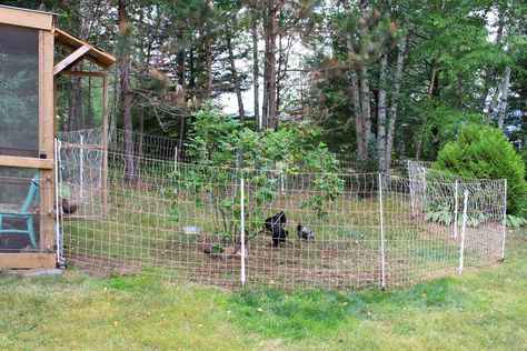 How to Keep Free Ranging Chickens Safe Extend Chicken Run, How To Free Range Chickens, Chicken Free Range Fence, Chicken Free Range Ideas, Free Range Chicken Fence, Temporary Chicken Fence, Chicken Run Fencing, Movable Chicken Run, Decorating Chicken Coop