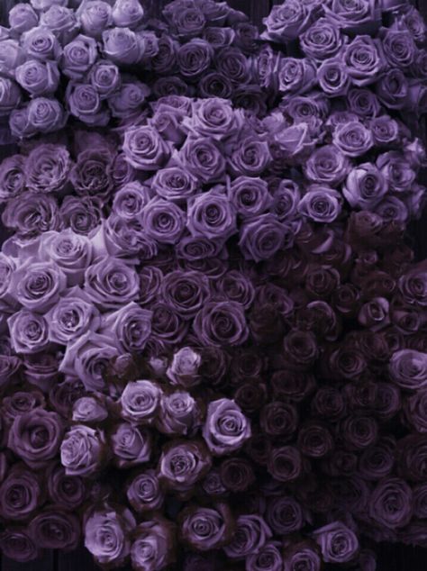 Purple roses Violet Aesthetic, Purple Vibe, Lavender Aesthetic, Purple Reign, Trendy Flowers, Purple Love, All Things Purple, Aesthetic Colors, Pastel Purple