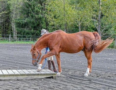 In this excerpt from her book "What Horses Really Want," horsewoman Lynn Acton provides 10 steps you can easily incorporate in your riding and training habits that will ensure your horse gains confidence every time you work together and maintains his confidence, no matter what challenges you may face. Vision Manifestation, Mustang Makeover, Horse And Human, Farm Lifestyle, Horse Things, Her Book, Equestrian Life, Horse Training, How To Gain Confidence