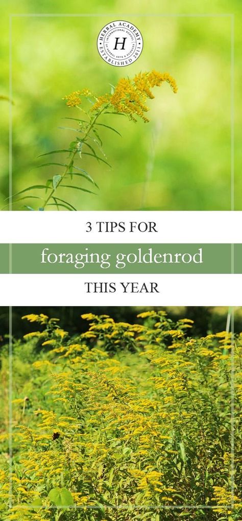 3 Tips For Foraging Goldenrod This Year | Herbal Academy | Are you looking for an herb to forage this fall? Goldenrod is a great choice! We have three tips to keep in mind when you are foraging goldenrod this year. Foraging Goldenrod, Herbal Academy, Wild Foraging, Wild Food Foraging, Harvesting Herbs, Edible Wild Plants, Golden Rod, Herbal Apothecary, Healing Plants