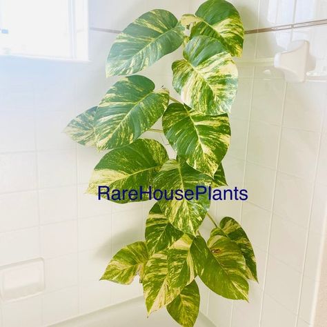 Giant hawaiian pothos rare variegated giant Epipremnum Aureum | Etsy Hawaiian Pothos, Epipremnum Aureum, Buy Plants Online, Smart Garden, Pothos Plant, Christmas Idea, Easy Care Plants, Fast Growing Plants, Air Purifying Plants