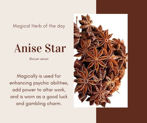 Anise Magical Properties, Star Anise Benefits, Star Anise Magical Properties, Star Of Anise Benefits Of, Star Anise Meaning Witchcraft, Star Anise Illustration, Magical Properties Of Star Anise, Healing Flowers, Witchcraft Herbs