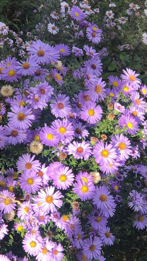 Aster Flowers Wallpaper, September Aster, Aster Flower, Arte Peculiar, Flower Cottage, Vintage Flowers Wallpaper, Flower Wallpapers, Purple Garden, Nothing But Flowers