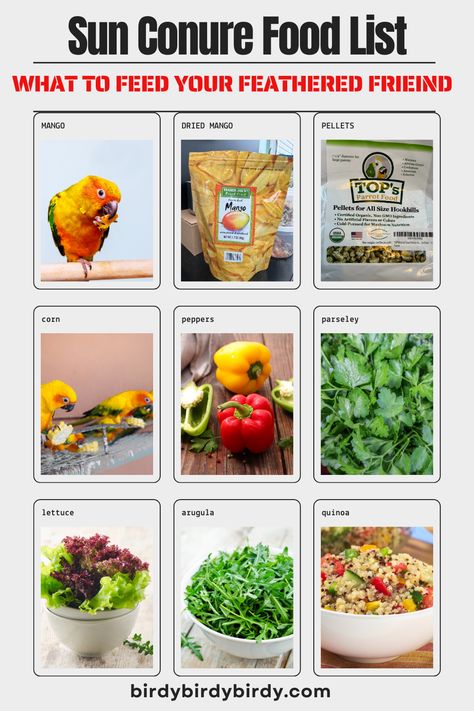 Sun Conure food list with photos of each food Conure Food List, Sun Conure Food, Parrot Diet, Pets Stuff, Parrot Food, Sun Conure, Grey Parrot, Dried Mangoes, African Grey Parrot