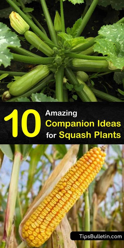 Discover why the Native Americans were so successful in gardening through companion planting to benefit all their crops. Follow our guide to find suggestions for using borage, oregano, and marigolds to help grow your squash plants. #squash #plants #companion #gardening Ideas For Squash, Planting Squash, Squash Ideas, Homestead Lifestyle, Companion Gardening, Growing Mint, Squash Plant, Squash Bugs, Flea Beetles