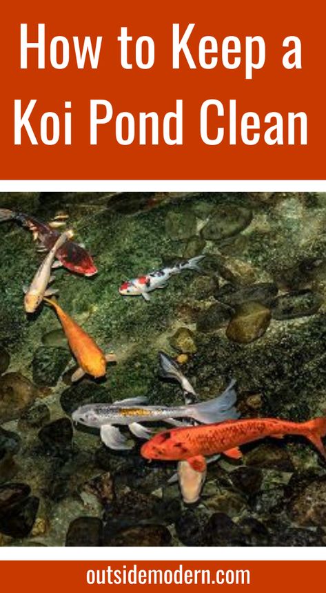 As with the tank water, it cannot be stressed enough how important this factor is to a healthy fish. A pond pump, or a combined pond pump and filter system, are almost always required to keep a koi pond clean. Following, are a few indicators that you need to keep a close watch upon if your koi are to thrive: ..... Coy Fish Pond, Koi Pond Filter System, Kitchen Aquarium, Pond Pumps And Filters, Survival Knowledge, Pond Filter System, Koi Fish For Sale, Small Fish Pond, Coy Fish