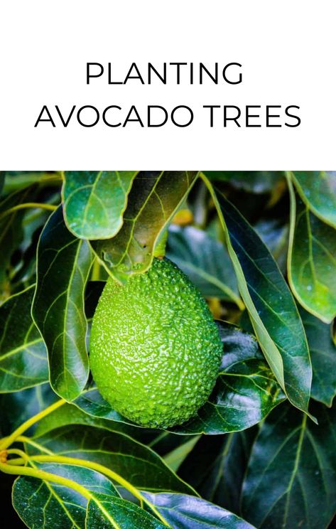 With a bit of garden space, you can grow your own avocado tree for continuous fruits year after year. Avocado trees are best planted in early spring in a full-sun position (6+ hours of direct sunlight daily). They should be planted away from structures or other trees to give the roots space to expand. As … Planting Avocado Tree, Planting Avocado, Fruit Garden Landscape, Indoor Avocado Tree, Gardening Memes, Summer Planting, Avocado Trees, Avocado Plant, Grow Avocado