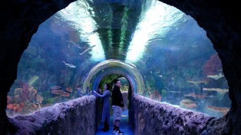 Walk Through An Aquatic Tunnel And Hand-Feed Stingrays At Via Aquarium In New York Aquarium Tunnel, Pride Of America, Newport Oregon, Travel Oklahoma, Mandalay Bay, New Orleans Travel, Oregon Coast, North Dakota, Route 66