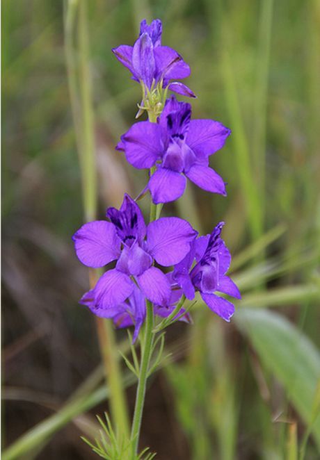 Larkspur Delphinium, Floral Reference, Plant Biology, Seedlings Indoors, Live Flowers, Flower Structure, Flower Identification, Oc Stuff, Summer Meadow