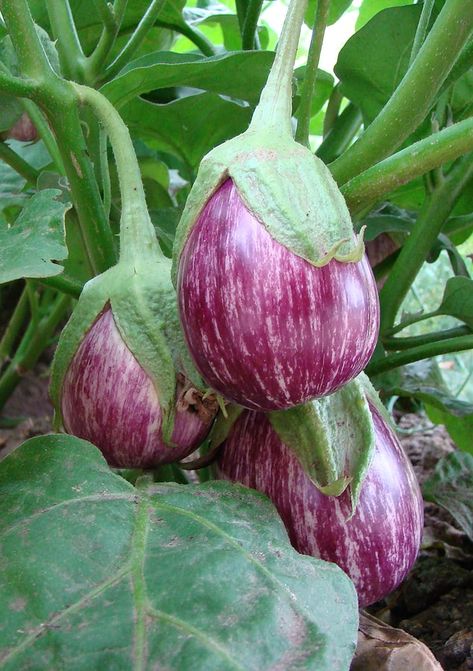 Eggplant Growing, Broccoli Growing, Growing Eggplant, Como Plantar Pitaya, Eggplant Plant, Eggplant Seeds, Vegetable Pictures, Eggplant Parmesan, Edible Landscaping