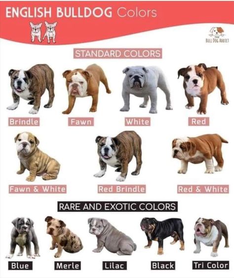 Bulldog Training, White French Bulldogs, Shingle Colors, English Bulldog Puppies, British Bulldog, Germany And Italy, Horror Music, Western Movies, Charles Spaniel