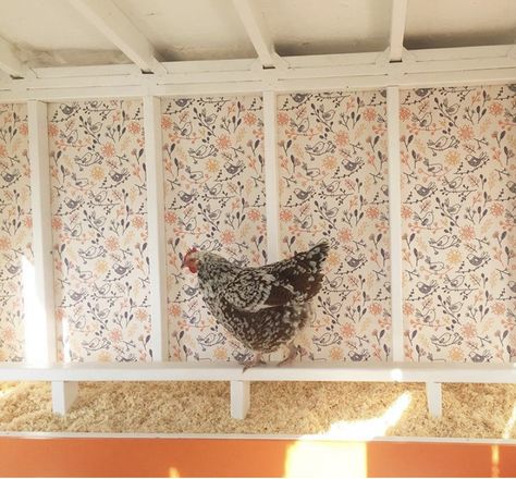 Coop Run Ideas, Friendly Chickens, Chook Pen, Hen Houses, Chicken Wallpaper, Cute Chicken Coops, Coop Run, Chicken Raising, Lazy Eye