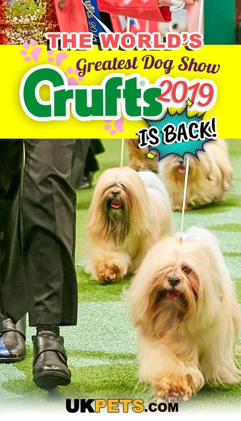 The organisers of the world’s most revered dog show Crufts 2019 promise a better show than the last years. Watch 22,000 pampered pooches as they strut their way to covet the title of Crufts Best in Show. Colloney Tartan Tease, a female whippet, whipped away Crufts 2018 Best in Show. #bestdogshow #dogcrufts #crufts2019 #dogshow Puppy Dog Pictures, Pampered Pooch, Best In Show, Dog Nutrition, Dog Care Tips, Tiny Dogs, Dog Parents, Canine Companions, Dog Show