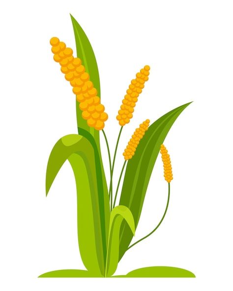 Vector millets crops agricultural plant ... | Premium Vector #Freepik #vector #wheat #barley #rice #rice-seed Barley Illustration, Barley Rice, Ayurvedic Herbs, Vector Png, Millet, Barley, Free Image, Agriculture, Premium Vector