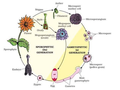 Plant Kingdom Notes Class 11, Plant Kingdom Notes, Notes For Biology, Kingdom Classification, Class 11 Notes, 11 Aesthetic, Plant Kingdom, Kingdom Plantae, Neet Exam