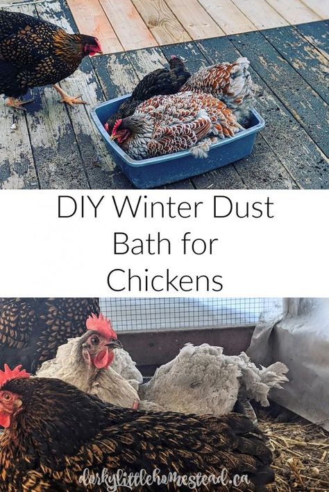 Chicken Bath Diy, Winter Dust Bath For Chickens, Dust Bath Chickens, Best Dust Bath For Chickens, Dust Bath Ideas For Chickens, Homemade Chicken Treats For Chickens, Diy Chicken Dust Bath Ideas, Chicken Bath Ideas, Winter Coop For Chickens