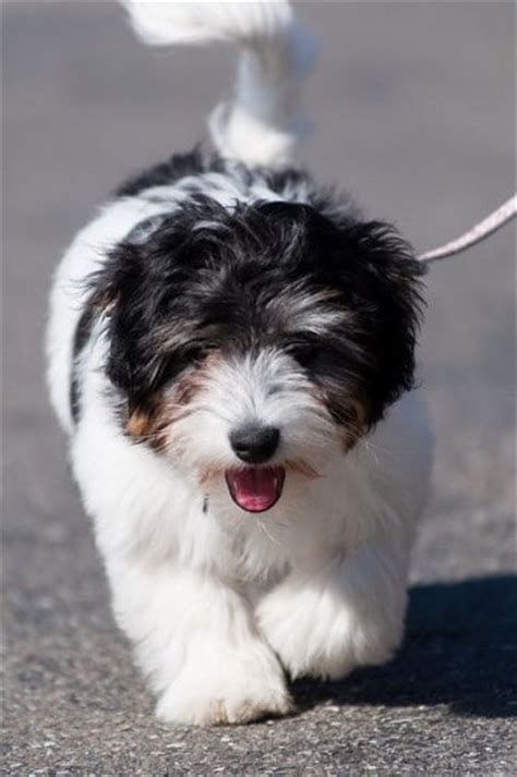 Las Mas Tiernas Imagenes De Perritos Miniatura Coton De Tulear Puppy, Dog Wellness, Most Beautiful Dogs, Puppy Wallpaper, Coton De Tulear, Havanese Puppies, Dog Pics, Pet Ideas, Love My Dog