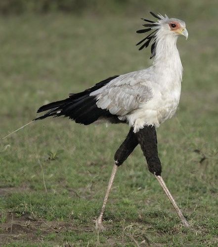 South African Birds, Secretary Bird, Free Standing Sculpture, Owl Photography, Painting Reference, Real Nature, Silly Animals, Bird Pictures, Exotic Birds