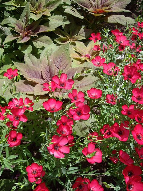 Linum Grandiflorum, Garden Beautiful, Water Gardens, Beautiful Flowers Garden, Most Beautiful Flowers, Elephant Head, Garden Pathway, Amaranth, March 19