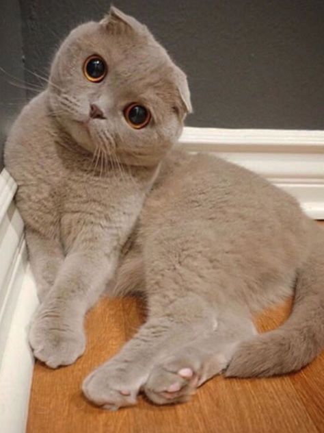 Cats With Small Ears, Scottish Fold Kittens, Kitten Breeds, Popular Cat Breeds, Cat Obsession, Munchkin Cat, British Shorthair Cats, Grey Cat, Scottish Fold