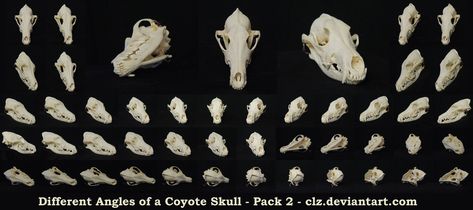 Different Angles of a Coyote Skull Pack 2 by XeiArt Different Angles Reference, Skull Angles, Angles Reference, Canine Skull, Skull Images, Coyote Skull, Dog Skull, Skull Reference, Skull Mold