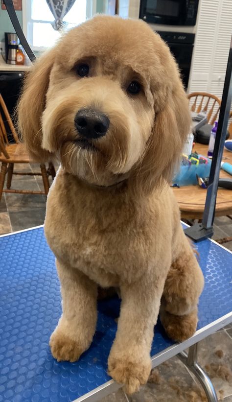 Look at this gorgeous goldendoodle with a perfect teddy bear face. Teddy Bear Face Dog Grooming, Teddy Bear Grooming Styles, Bernedoodle Haircut Styles Summer, Teddy Bear Haircut Goldendoodle, Golden Doodle Haircut Styles Teddy Bear, Doodle Teddy Bear Haircut, Doodle Face Grooming, Golden Doodle Teddy Bear Haircut, Teddy Bear Doodle Haircut