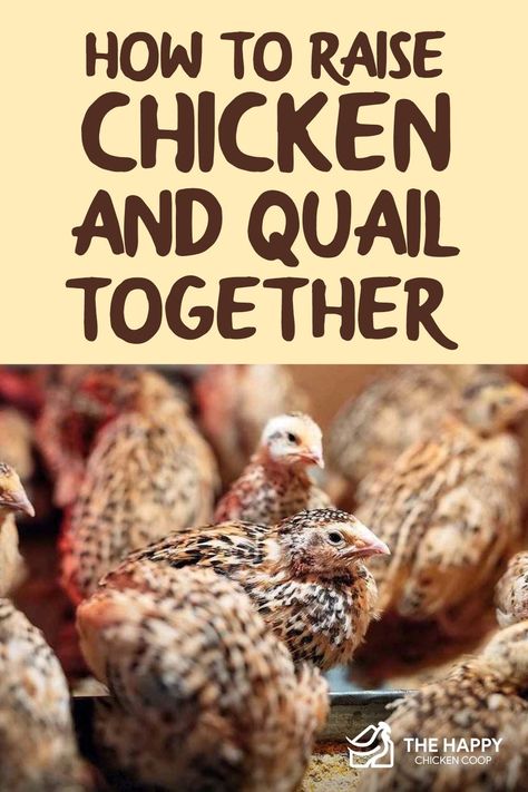 Quail And Chickens Together, Chickens Vs Quail, Quail Vs Chicken, Keeping Quail In Winter, Quail Coop Ideas Diy, How To Raise Quail, Quail Keeping, Keeping Quail, Quail Raising